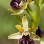 Ophrys virescens