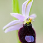 Ophrys aurelia