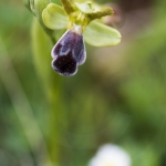 Ophrys vasconica