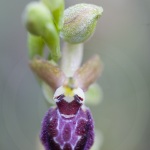 Ophrys provincialis