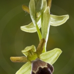 Ophrys vasconica