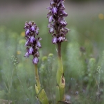 Himantoglossum robertianum