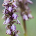 Himantoglossum robertianum