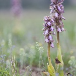 Himantoglossum robertianum