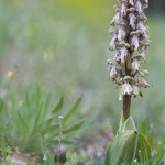 Himantoglossum robertianum