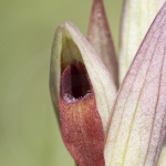 Serapias strictiflora