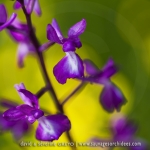 Anacamptis laxiflora