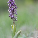 Himantoglossum robertianum