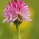 Gymnadenia corneliana