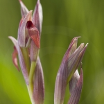 Serapias strictiflora