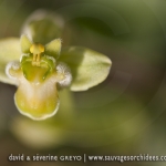 Ophrys bombyliflora