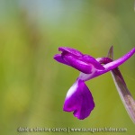 Orchis à fleurs laches