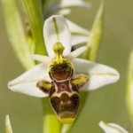 Ophrys picta