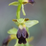 Ophrys lupercalis