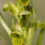 Chamorchis alpina