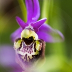 Ophrys druentica