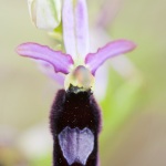 Ophrys aurelia