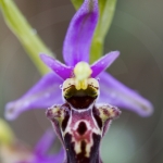 Ophrys druentica