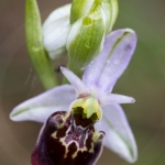 Ophrys druentica