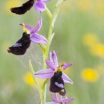 Ophrys aurelia