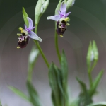 Ophrys druentica