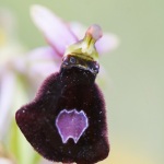 Ophrys aurelia