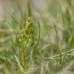 Chamorchis alpina