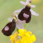 Ophrys aurelia