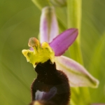 Ophrys aurelia