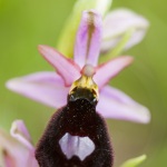 Ophrys aurelia