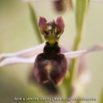 Ophrys aurelia