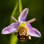 Ophrys apifera var. aurita