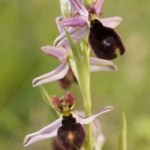 Ophrys aurelia