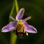 Ophrys apifera