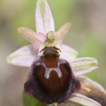 Ophrys morisii