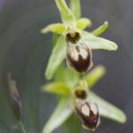 Ophrys araneola