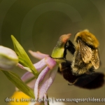 Ophrys aurelia