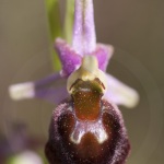 Ophrys morisii