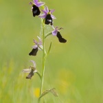 Ophrys aurelia