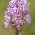 Neotinea tridentata (syn. Orchis)