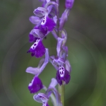 Anacamptis longicornu