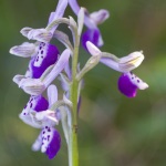 Anacamptis longicornu