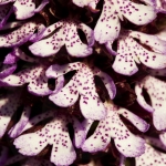 Orchis purpurea