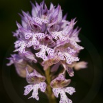 Neotinea tridentata (syn. Orchis)