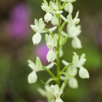 Orchis provincialis