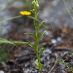 Epipactis leptochila