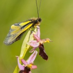 Ophrys drumana et Libelloides coccajus