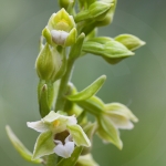 Epipactis leptochila