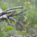 Epipactis leptochila