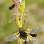 Ophrys drumana et Libelloides coccajus